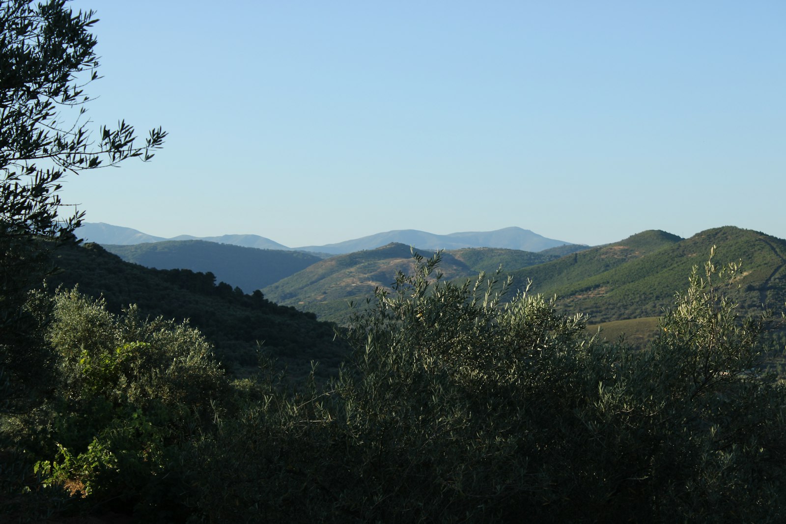A wide valley of olive groves and distant blue mountains seen from a ridge